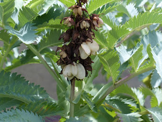 Grande mélianthe - Melianthus major