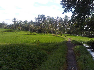 Rice Field in Ubud