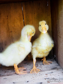 Clyde the Duck Sign From Vintage Rocker Bliss-Ranch.com