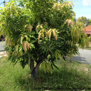 Mangga