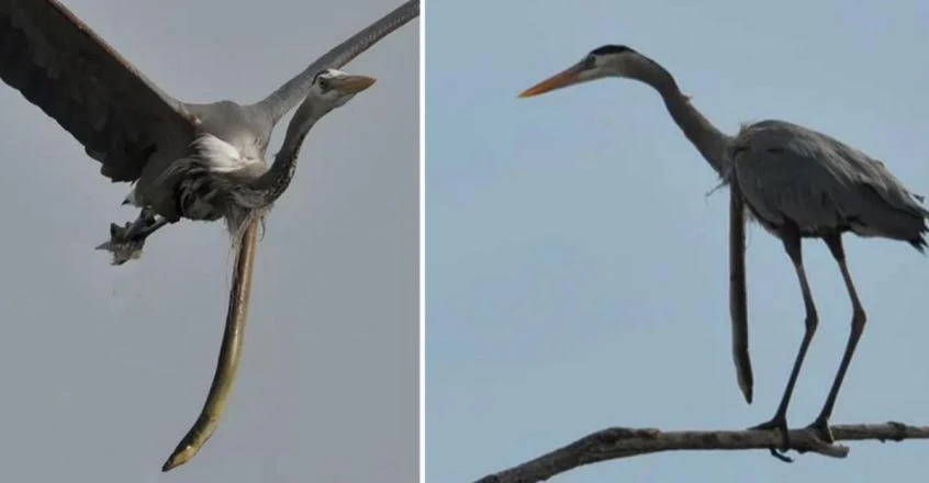 Flying egret with snake eel bursting through stomach, Maryland, USA