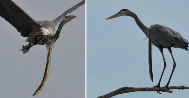 Flying egret with snake eel bursting through it's stomach; Strange picture!