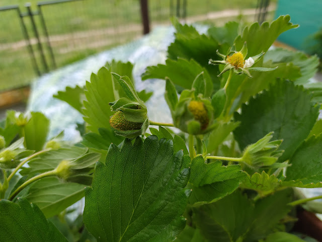 Fresones (Fragaria x ananassa). Fructificación.