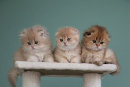 Scottish Fold Kittens Craigslist 44 top photos scottish fold cat for
sale / scottish fold & scottish