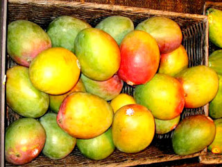 coloured mango