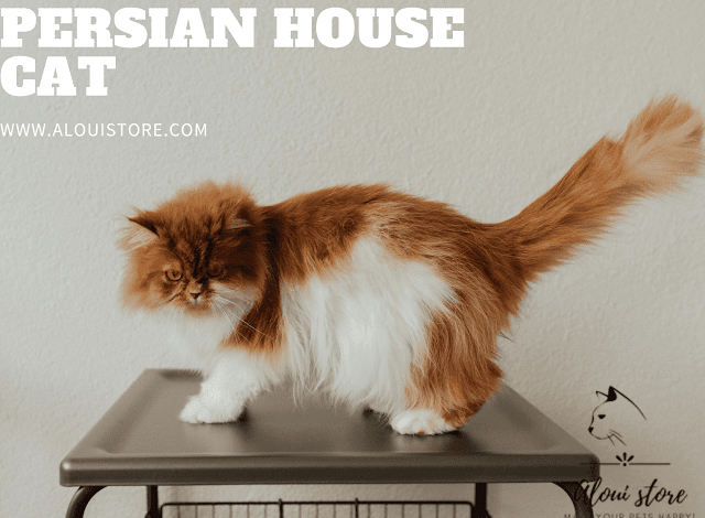 Persian House Cat