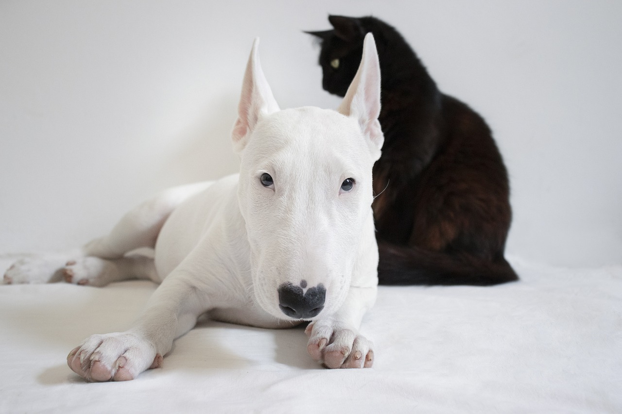 A white dog and a cat
