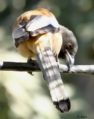 Rufous Treepie