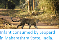 http://sciencythoughts.blogspot.com/2019/06/infant-consumed-by-leopard-in.html