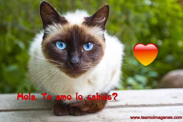 Imágenes de gatitos bonitos con la frases te quiero para facebook