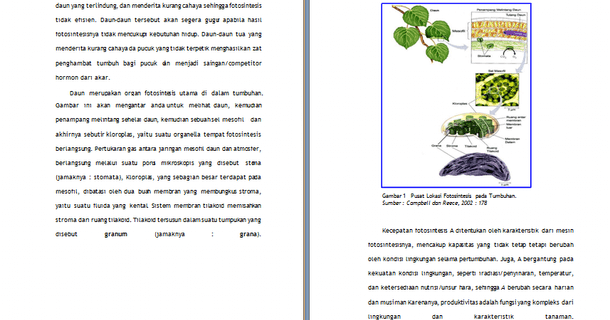 Contoh Makalah Biologi Fotosintesis Proses Dasar  CONTOH 