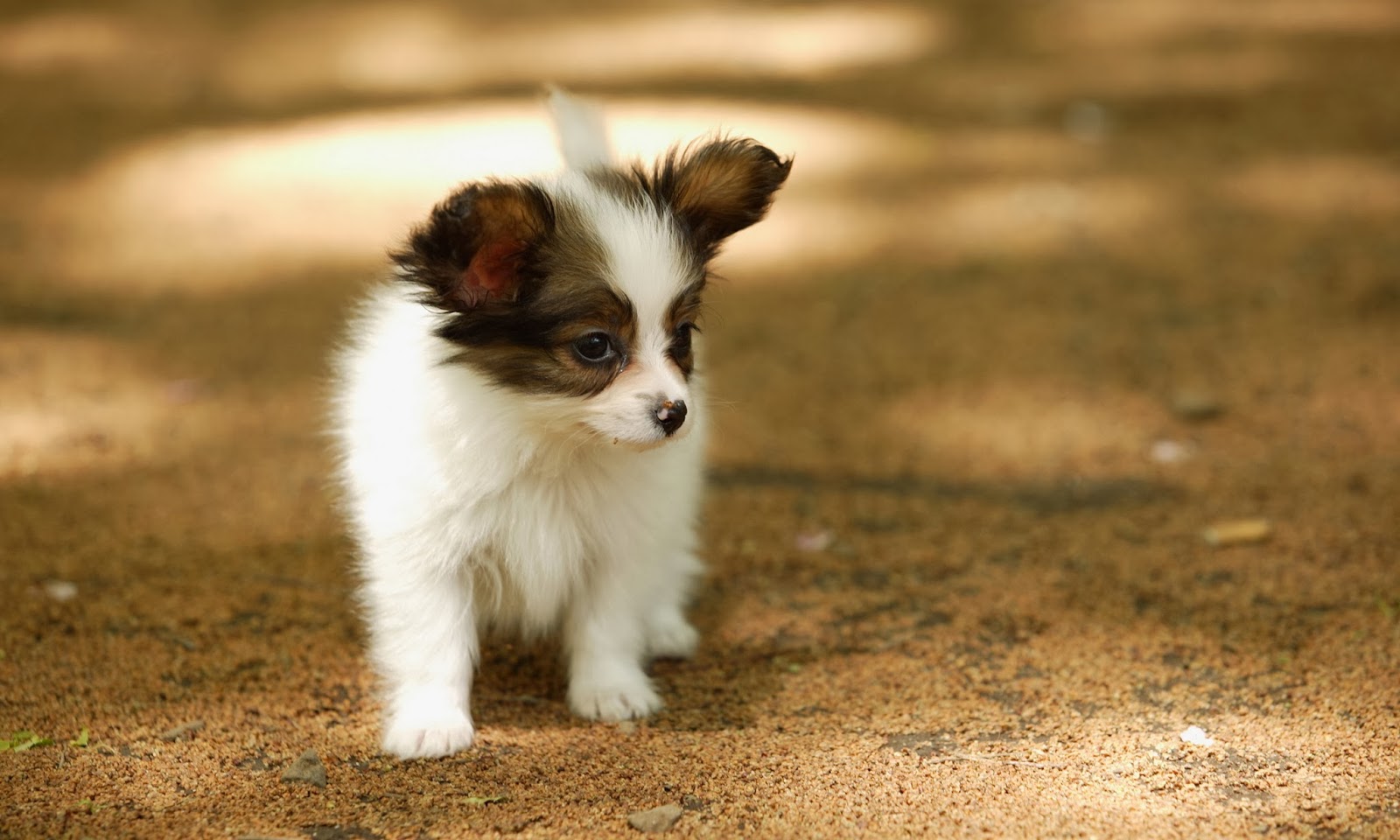 Puppy Photography 1080p Wallpapers | HD Wallpapers (High ...
