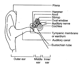 Simple ear diagrams | Ear diagram with labels | Inner ear diagram