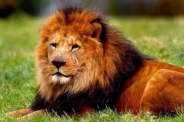 Informasi Hewan  dan Tanaman Singa 