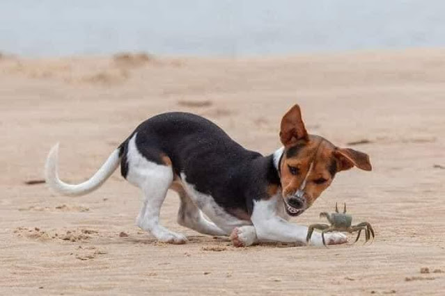 Encontro incrível entre um cãozinho e um caranguejo