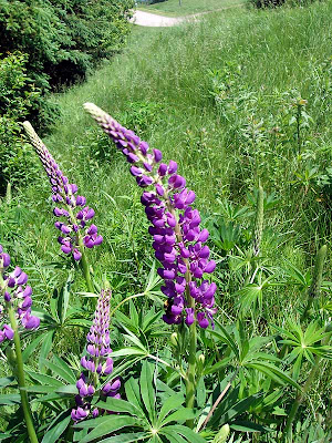  The wild lupines are in blossom now.