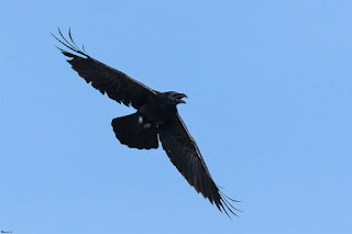 cuervo-grande-corvus-corax-en-vuelo-