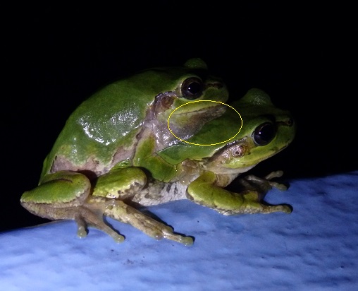 アマガエルのお話 オスはメスが分るの