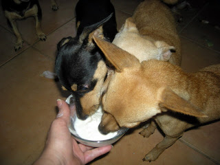 chihuahuas eating yogurt, La Ceiba, Honduras