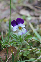 blomst5