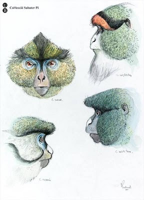 sketch of primate head views