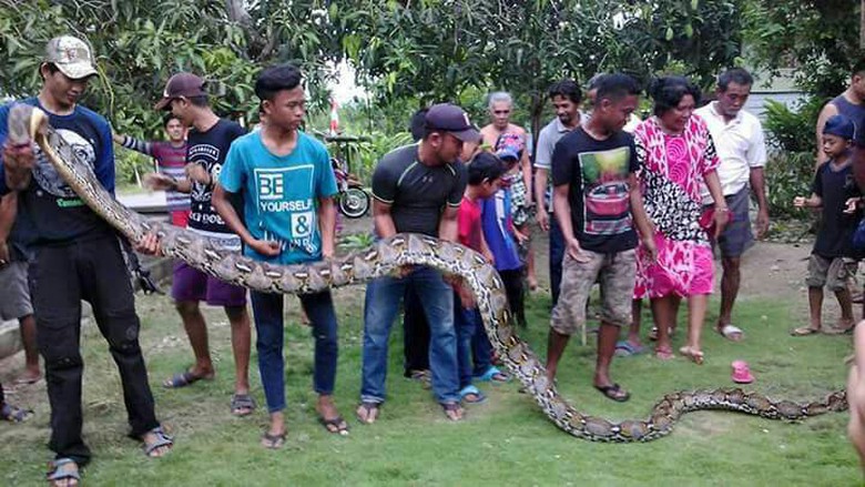 Warga Bone Menemukan Ular Piton Sepanjang 6 Meter