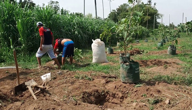 langkah budi daya jambu air 