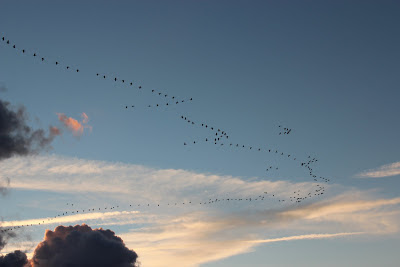 Kraan - Kraanvogel - Grus grus