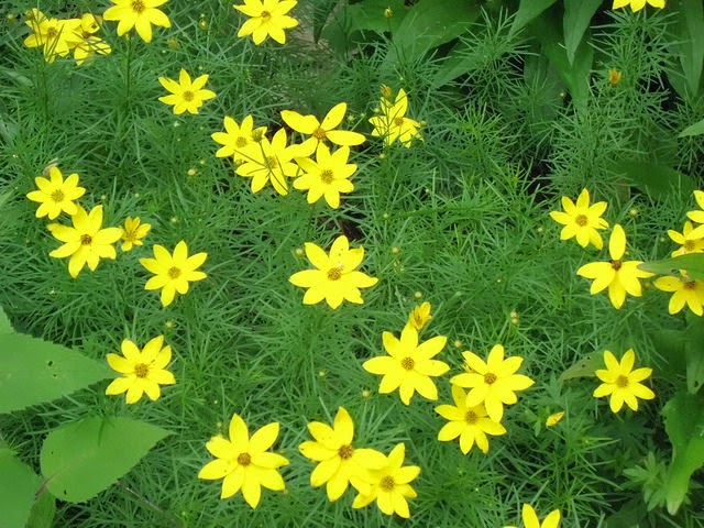 Coreopsis verticillata also called nandhivardhanam