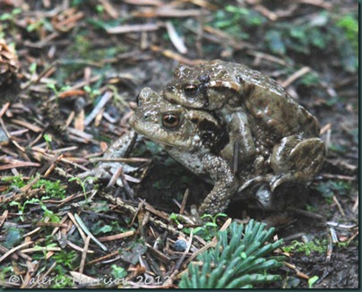 10-toads