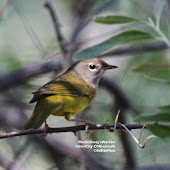 Female MacGillivray's Warbler, stop-over during migration
