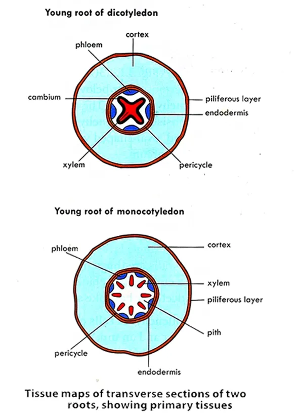 dicotyledon root and monocotyledon root