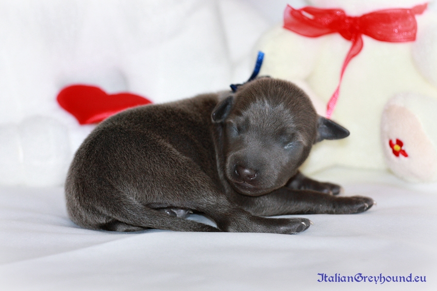 Italian Greyhounds Puppies kennel Stupor Mundi