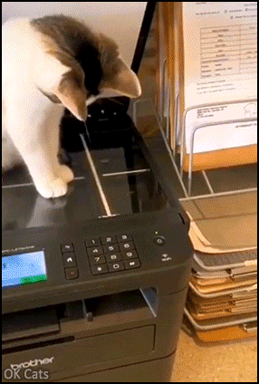 Funny Kitten GIF • How to (photo)copy jelly bean toes of your innocent kitty [ok-cats.com]