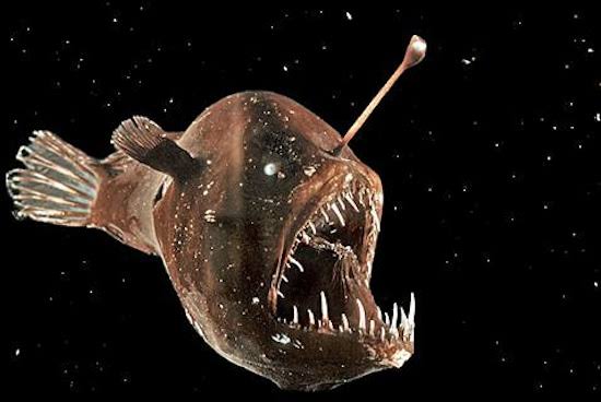 Angler fish is one out of the ugliest fishes in the world.