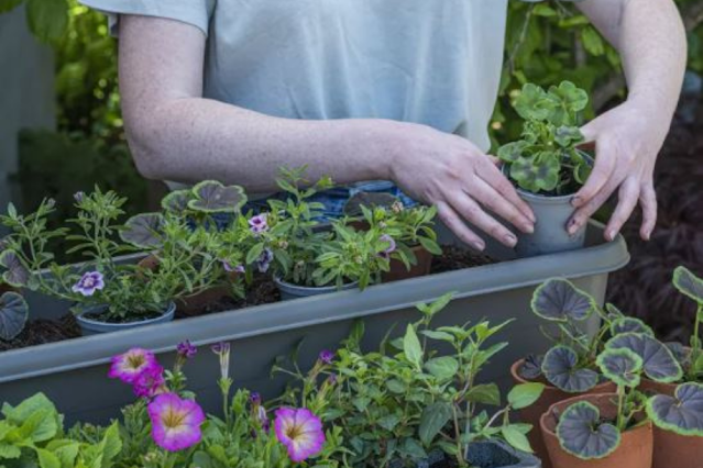 How To Plant a window Box