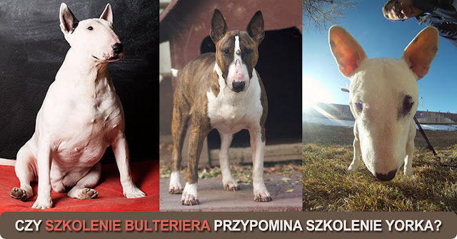 szkolenie psów bulterierów szkoła doberman