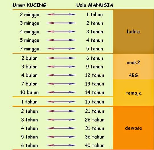 17+ Umur Kucing, Untuk Mempercantik Ruangan