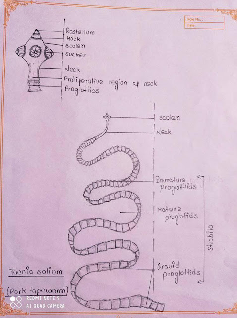 Labelled Diagram of Taenia Solium(Park Tapeworm)