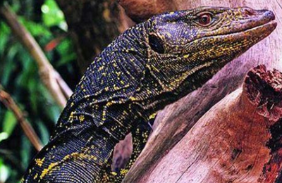 Varanus bitatawa Varanus bitatawa