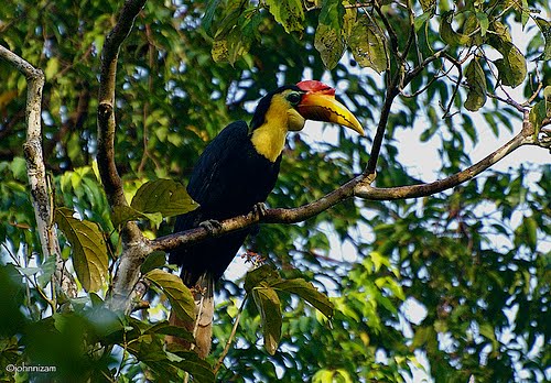 Qicauan Mu Burung endemik Sumatra Terancam Punah