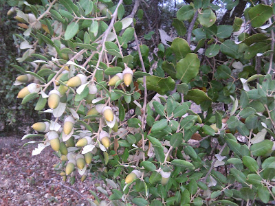 bellotas de encina