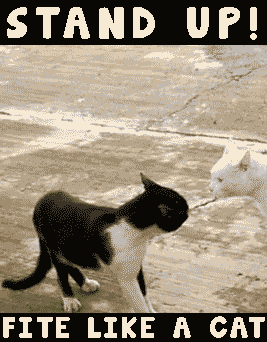 cat fight GIF