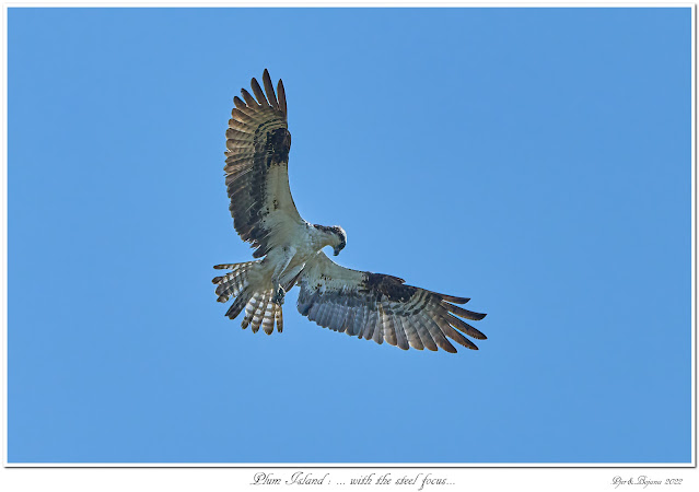 Plum Island: ... with the steel focus...