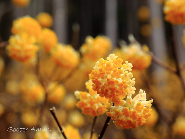 Edgeworthia chrysantha