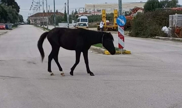 Αλογάκι