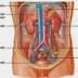 Makalah Anatomi Sistem Perkemihan