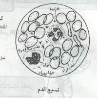 الانسجة الوعائية - ملخص احياء ثاني ثانوي اليمن