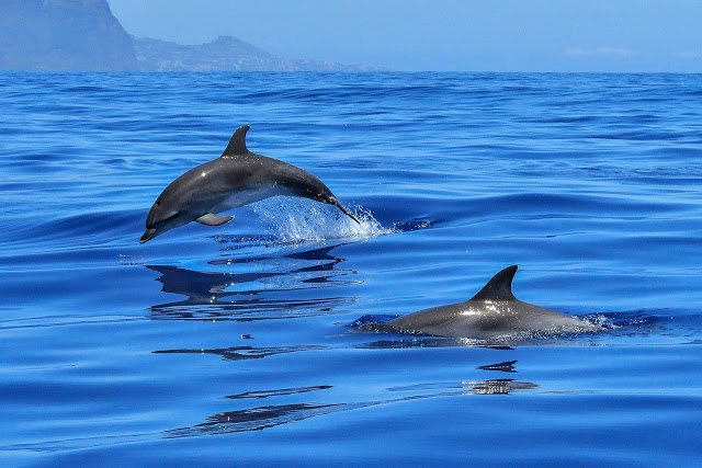Dolphin Species