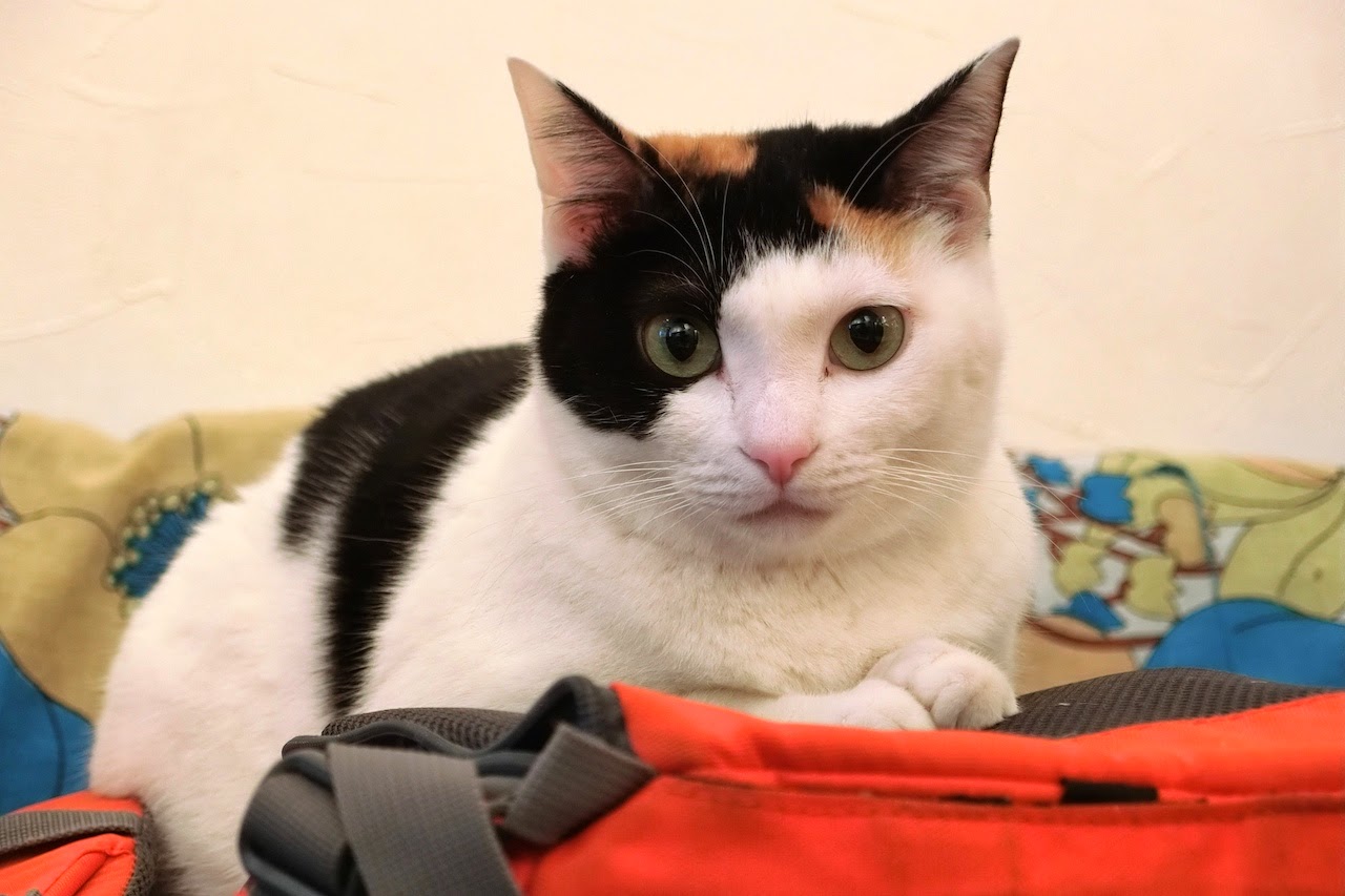 混沌の屋形風呂 猫 恵比寿の猫カフェ ニャフェ で猫撮りの日